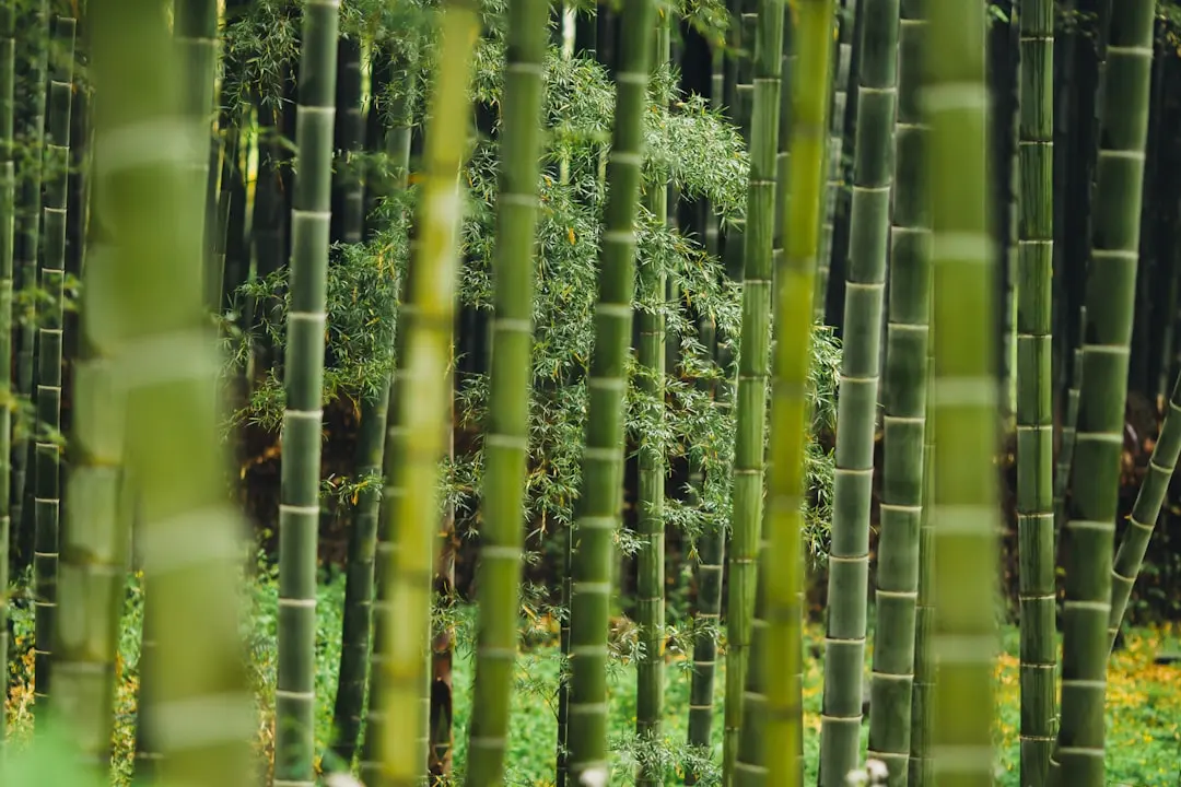 重庆地区河道治理工程中的生态护坡技术应用实践